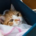 猫グッズのひとつに『洗濯ネット』が必要な理由3選　役立つシーンや選…