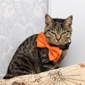 猫が迷惑に感じている『余計なお世話』5つ　その行動、愛猫の負担にな…