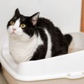 猫にとって大切な『トイレのルール』4選　意外なこだわりや飼い主が配慮し…