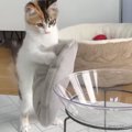 即席で作ったベッドを置いてみたら、子猫が…まさかの『二足歩行し始める光…