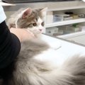 猫を病院に連れて行ったらまさかの反応に→『大物になる予感』『獣医さ…