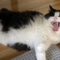 猫が『おしゃべり』になるシーン5選