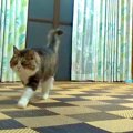 警戒心が強かった元ボス猫→別の部屋から名前を呼ばれた瞬間…絆を感じる『…