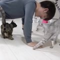 猫3匹が筋トレを始める飼い主を見たら…『厳しすぎるトレーニング』の…