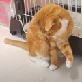 氷を見るとスイッチオン！猫ちゃんの変わったダンス♪