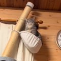 寿命だと思い『お気に入りのキャットタワー』を買い替えたら…愛猫が見せた…