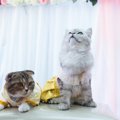 猫たちが『美とファッション』を競いあうコンテスト番組が大人気に！…