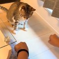 猫と『どっちに入っているかゲーム』をしたら…183万再生突破の『可愛…