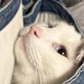 『パパがキッチンで洗い物をしている』と思ったら、猫と……ママ驚きの『ま…
