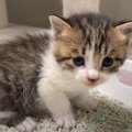 野良の親子猫を保護したら翌日→思わず嬉しくなる"出来事"が…