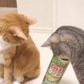 猫ちゃん、お菓子の筒に入ろうと奮闘中！！