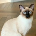 『白い部分があった猫』が、３年後…あまりにも毛の色が激変した『まさ…