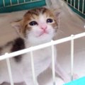 生後間もない1匹の子猫を保護…懸命なケアで元気に成長した姿に涙