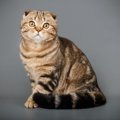 【獣医師監修】スコティッシュフォールドってどんな猫？特徴や性格から飼う前の注意点・価格相場まで徹底解説
