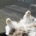 窓辺でくつろぐ元野良猫→あまりにも『大胆な日向ぼっこ』に爆笑の声続…