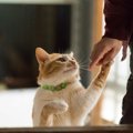 猫より先に亡くなったら？飼い主が『万が一の事態』に備えておくべき…