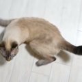 久しぶりの飼い主さん！嬉しすぎて感情が追いつかない猫ちゃん