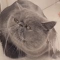 ふわふわの猫を『お風呂』に入れると…笑っちゃう変化と『凄すぎる反応…