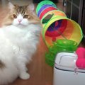 トレーを外したい猫くんVS阻止したい飼い主さんの知恵比べ？