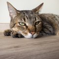 猫が「暇だな〜」と思っている時の2つの仕草