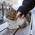 著名な作家とともに像の「モデル」になった猫　その出来栄えにファンから…