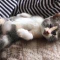 かわいい仕草♡猫がお腹を見せる心理８つ