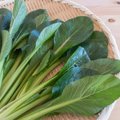 【獣医師監修】猫に小松菜は与えても大丈夫？安全な量と与え方、注意…