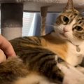 キャットタワーでくつろぐ元保護猫ちゃん♪飼い主のパパさんがちょっか…