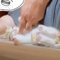 『動物は飼わない』と反対していた父→子猫になつかれた結果…まさかの光景…