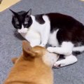 『イタズラに全く動じない犬』に猫が”やりたい放題”した結果…『仏のよ…