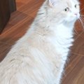 猫が『伸び～』とした瞬間…飼い主さん驚きの『とんでもない変化』に１…