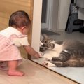 ハイハイしていた赤ちゃんが急に立ち上がった結果…猫の『まさかの反応…