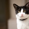 2匹のハチワレ猫が、ロンドンの繁華街に現れた！　それぞれ「セレブ」に昇…