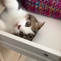 引き出し大好きだった子猫が大人になった結果…『体だけ変化した様子』が笑…