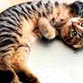 猫が飼い主にお尻を向けて寝る理由４つ