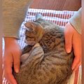 眠っている子猫→『職人』になったつもりで触ると…『ずっと見ていたくなる…