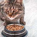 猫の『フードの好き嫌い』が激しい…おすすめ対策5つ