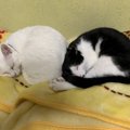 暖かさが足りない時の猫の仕草４つ