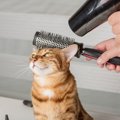 猫を飼うときにあると便利な『家電』5選！理由や注意点を知って上手く…