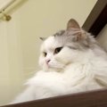 猫ちゃんが不機嫌な理由はバリカン！？猫ちゃんの身にいったい何が…