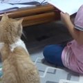 女の子が『宿題』をしていると、『猫』が机の上に乗ってきて…思わず笑…