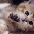 赤ちゃん猫が兄弟猫にちょっかいを出した結果…思わず頬が緩む『可愛すぎる…
