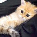 しょんぼりとした様子の赤ちゃん猫を『膝の上』に乗せてみたら…とんでもな…