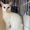ガリガリに痩せて『人間を怖がっていた保護猫』→たくさんの愛を受け取…