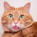 猫が『やたらと舌なめずり』をしているときの理由3選　病気のサインの…
