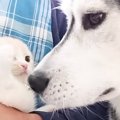 2匹の犬がいる家に子猫が迎えられた結果…初めて出会った日から『1か月…