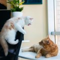 理不尽…！イライラした猫がする『八つ当たり行動』3選　見られたら叱…