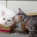 入らずにはいられない！箱や袋で遊ぶ猫さんたち！