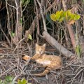 ジャングルキャット｜どんな生き物？特徴や会いに行ける動物園まで