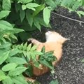 手足をバタバタさせて『苦しそうに鳴いている子猫』を発見→連れて帰った結…